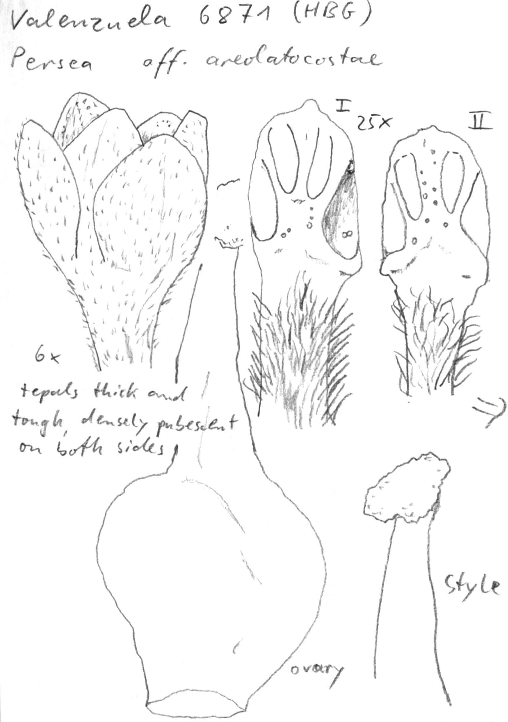 Vorschaubild Persea aff. areolatocostae (C.K. Allen) van der Werff